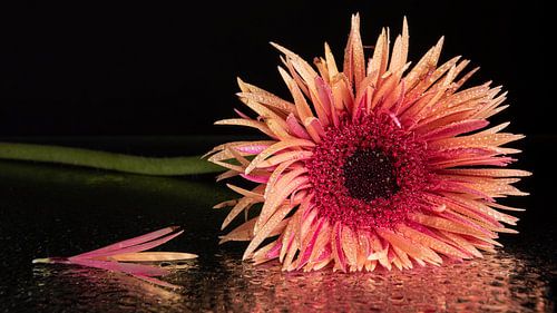 Gerbera met een verloren blaadje. (panorama)