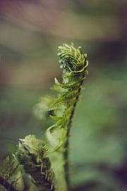 Sail by Mijke Bressers