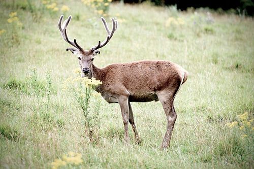 Hirsche in Graslandschaft von Frame the Ordinairy