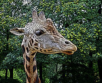 Giraffe van Jose Lok