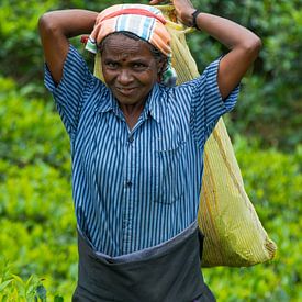 Cueilleuse de thé au Sri Lanka sur Lifelicious