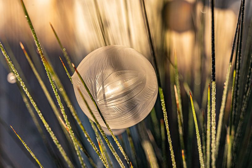 Bulle gelée dans une pelouse ornementale avec une lueur dorée pendant le lever du soleil. par Dafne Vos