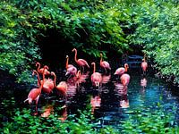 Flamingo's in een rustige lagune