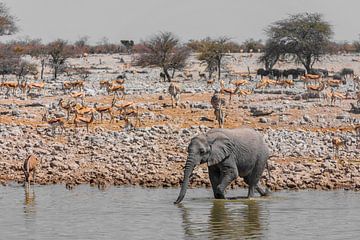 Jeune éléphant au point d'eau sur Felix Brönnimann