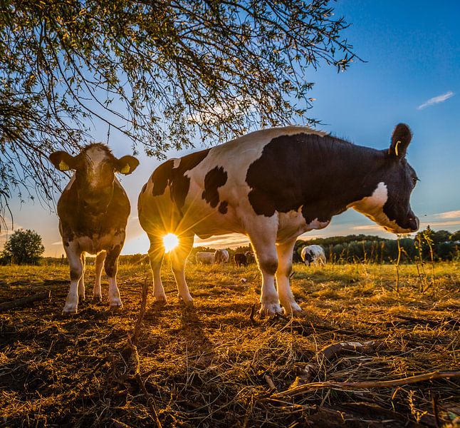 Koeien uitrwaarden Oosterbeek avondzon par Michiel van Druten