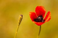 Mohn