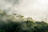 Misty Dawn - The Awakening of the Forest by Femke Ketelaar thumbnail