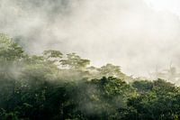 Misty Dawn - The Awakening of the Forest