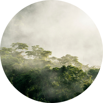 Nevelige Dageraad Het Ontwaken van het Woud