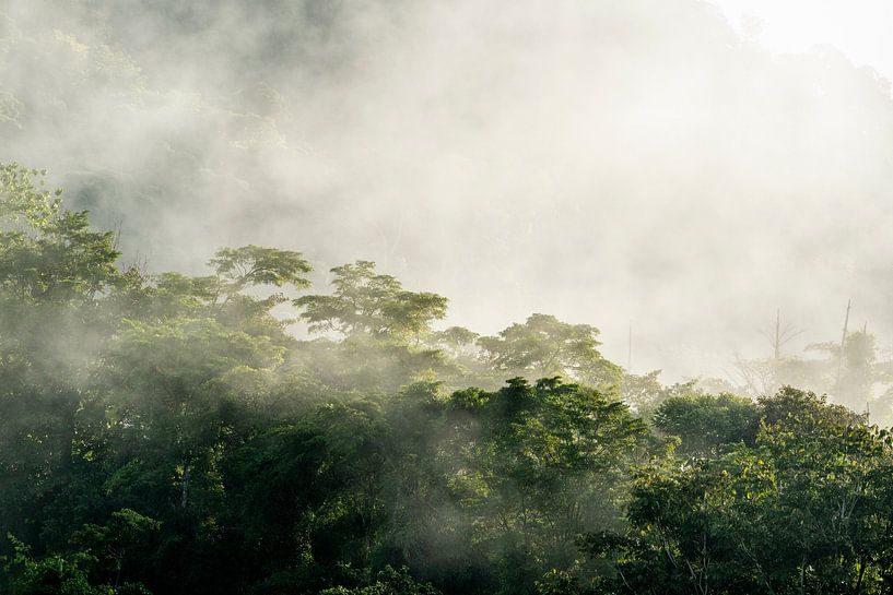Misty Dawn - The Awakening of the Forest by Femke Ketelaar