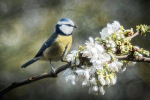 Meise am Kirschblütenzweig