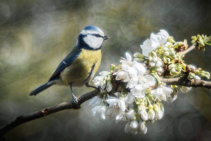 Mésange à la branche de cerisier en fleur par Jürgen Schmittdiel Photography