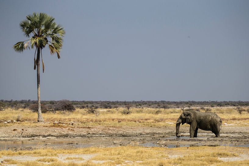 Olifant bij waterhole by Henri Kok