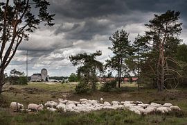 Schaapskudde von Evert Jan Kip