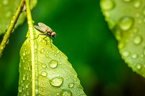 Een Moment van Stilte van vincent janssen