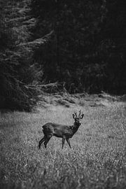 Reebok in the fields near Junne by Holly Klein Oonk