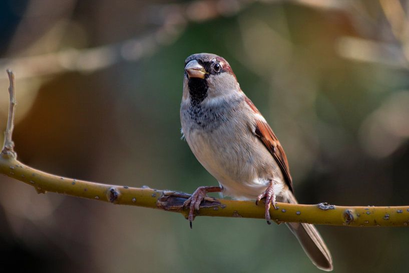 Kuss von deinem Spatz von Yoanique Essink