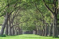 De groene oase