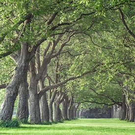 The green oasis by Chris Biesheuvel I  Dream Scapes