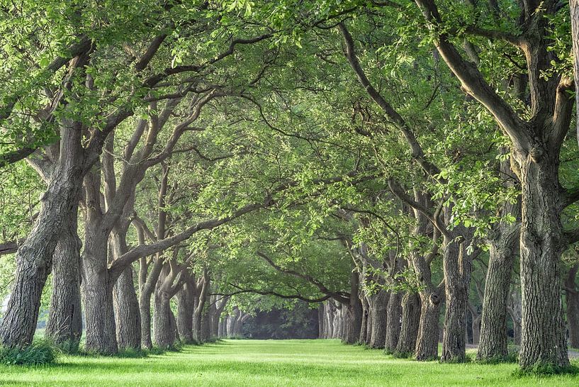 De groene oase van Chris Biesheuvel I  Dream Scapes
