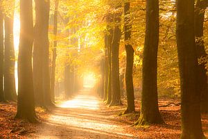 Pfad durch einen Buchenwald im Herbst