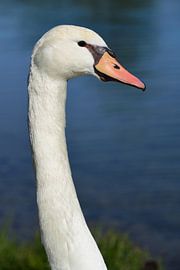 Head and neck of a white swan