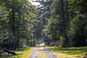 Straße durch einen Wald mit Eichen (Quercus robur) und Kiefern (Pinus Sylvesteris) von whmpictures .com