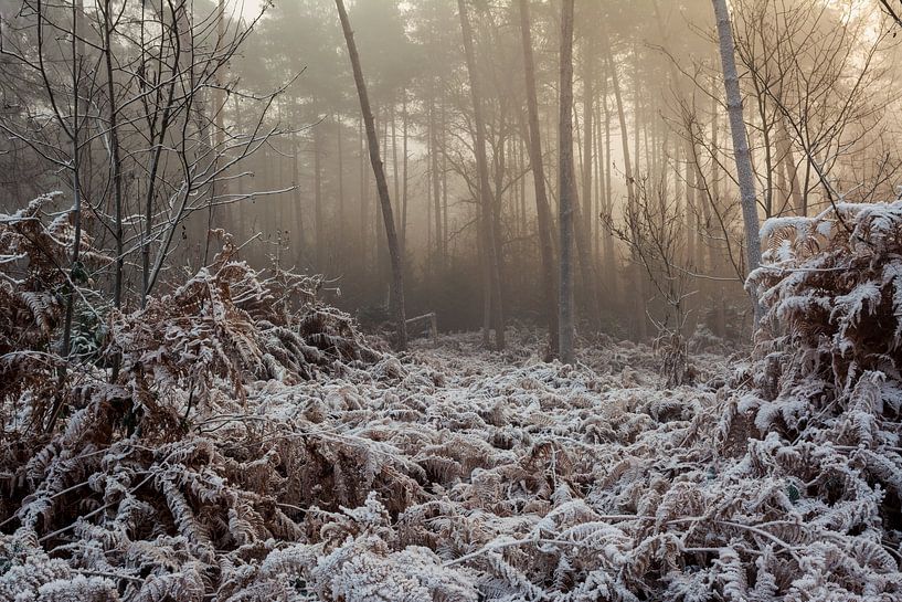Bergherbos in the snow by René Jonkhout