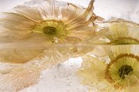 Papaver bloeit in kristalhelder ijs