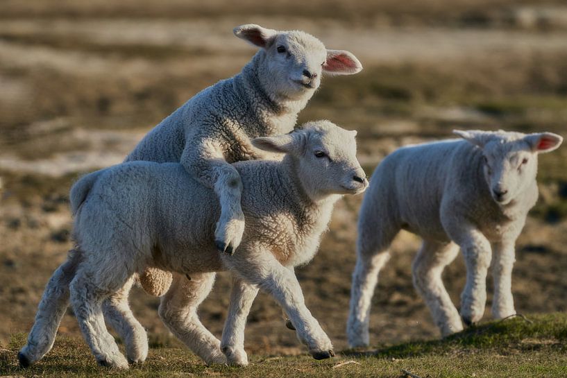 Playing lambs by Bodo Balzer
