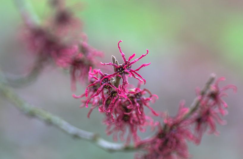 Witchflowers by René van Leeuwen