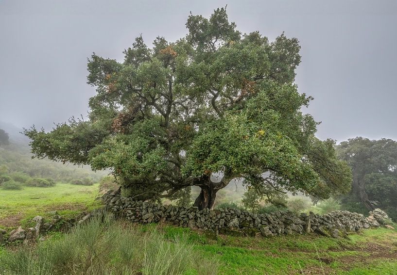 Chêne-liège solitaire à flanc de montagne avec mur naturel. par Hans Hut