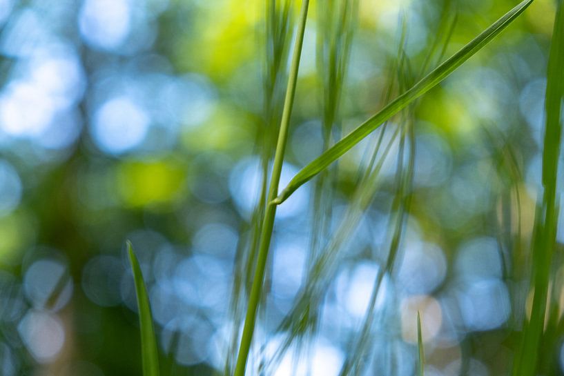 Mouvement dans la nature par Sigrid Olschinski