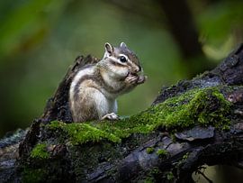 Siberian squirrel by Silvia Thiel