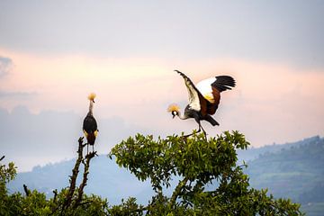 La grue couronnée déploie ses ailes  sur Sascha Bakker