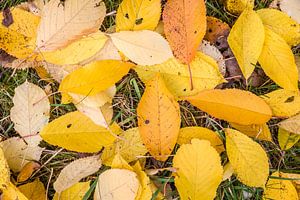 Gelber Herbstgruß des Kirschbaums