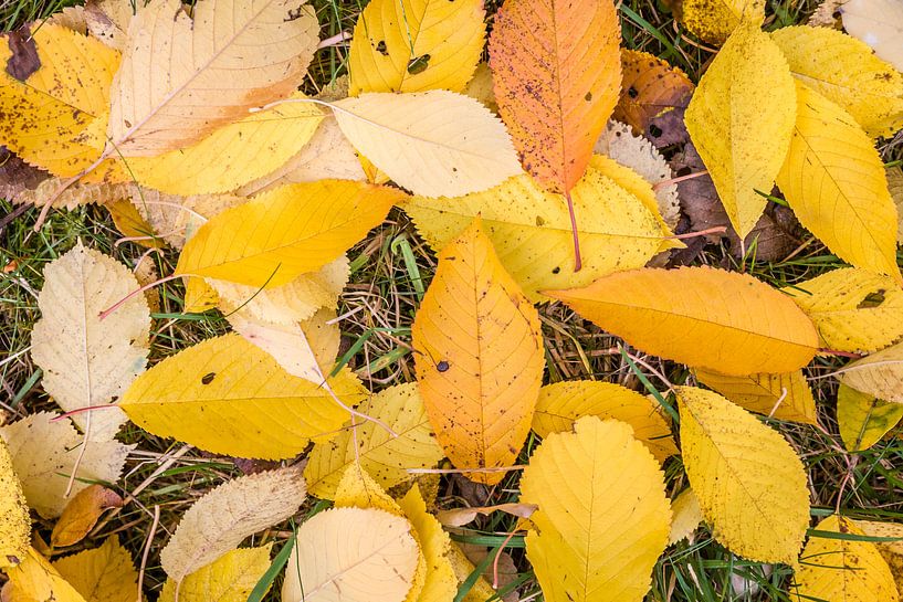 Gelber Herbstgruß des Kirschbaums van Christian Müringer