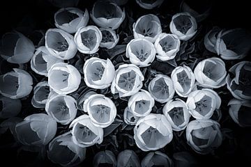 Tulpen in zwart wit van Annemarie Veldman