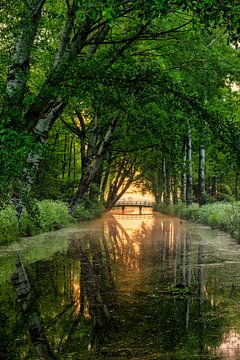Sonnenaufgang hinter der Brücke im Wald von Davey Bogaard