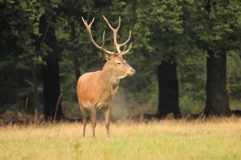 Cerf rouge par Kevin de Ruijter