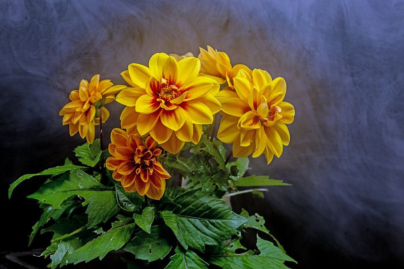 Dahlias embrumés par Thomas Riess