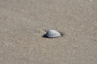 Een schelp in het zand