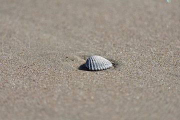 Eine Muschel im Sand von Philipp Klassen