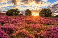 Posbank - Purple Sunset van Joram Janssen thumbnail