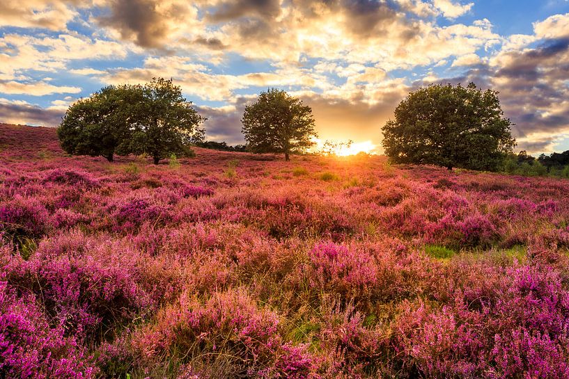 Posbank - Purple Sunset van Joram Janssen