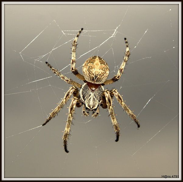 Creapy one by Hans van Kaam