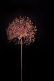 solitary allium by Karel Ham