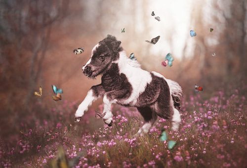 Ollie the Shetland foal in the butterfly garden