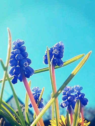 MUSCARI-2 armeniacum