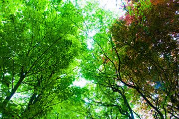 Bladerdak van de bomen van Jorick van Gorp